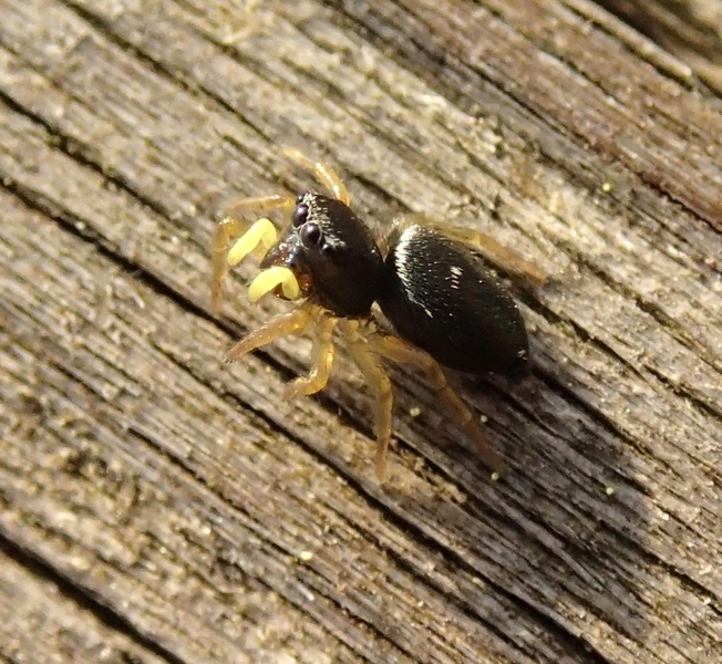 Heliophanus sp.